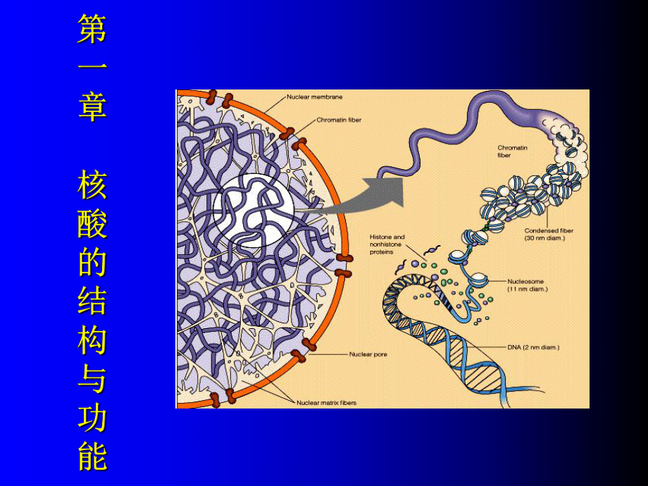 生物化学第一章核酸的结构与功能课件_第1页