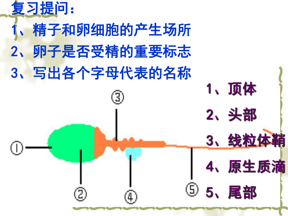 生物：31《體內(nèi)受精和早期胚胎發(fā)育》課件二新人教版選修課件_第1頁