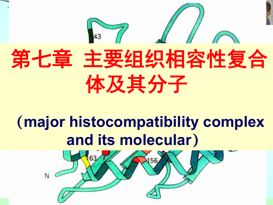 主要组织相容性复合物及其分子课件_第1页