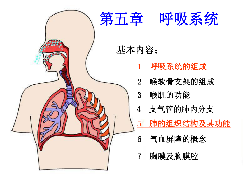 人体组织学与解剖学课件呼吸系统_第1页