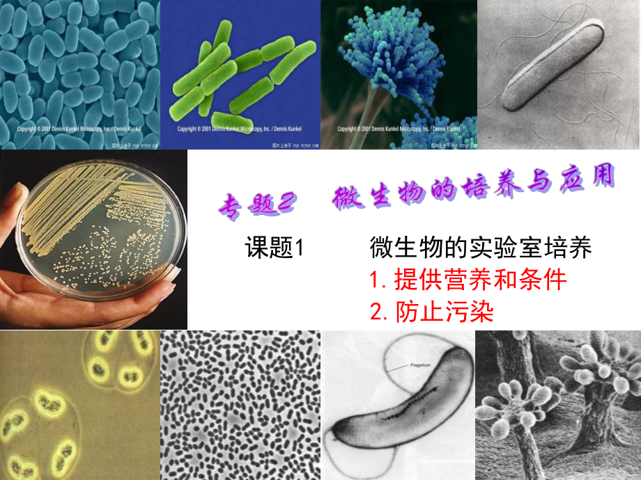 微生物的实验室培养课件_第1页