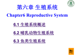 第六章生殖系统
