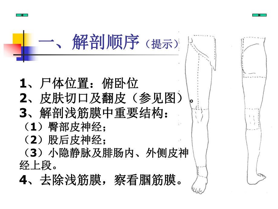 臀部股后区窝课件_第1页