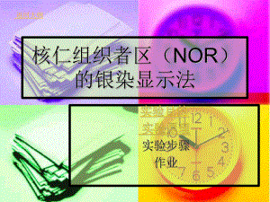 实验八核仁组织者区(NOR)的银染显示法
