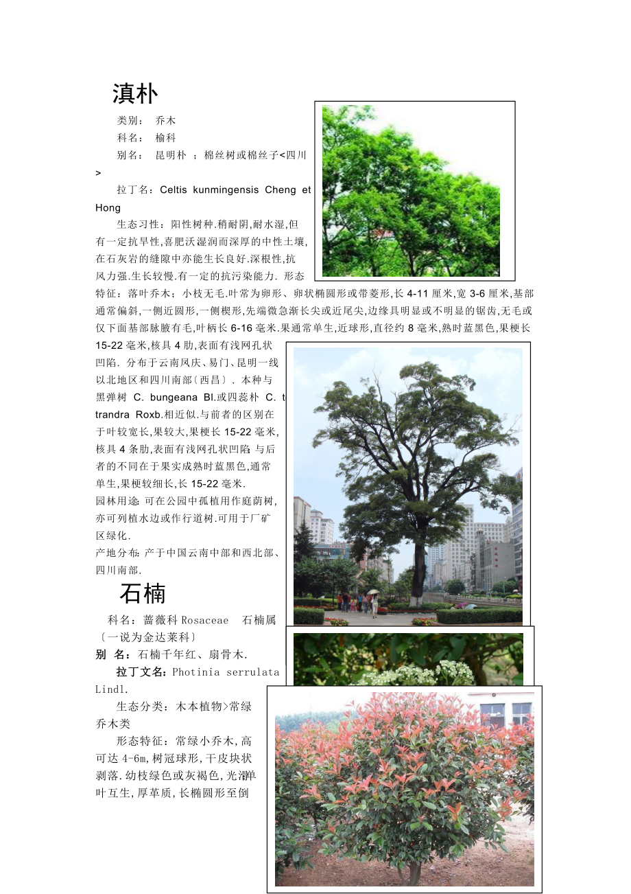 云南绿化常用树种_第1页