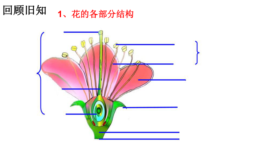 冀教版生物八下6.1.1被子植物的生殖_第1页