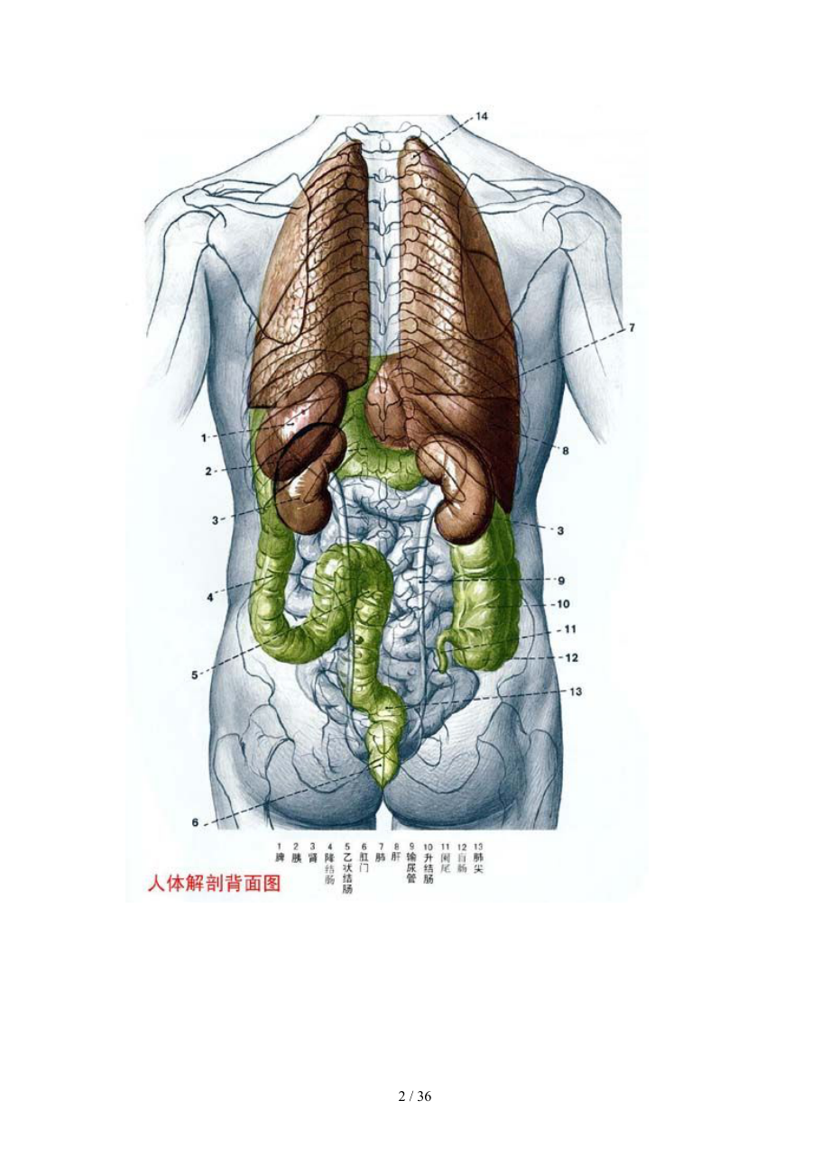 人体各器官