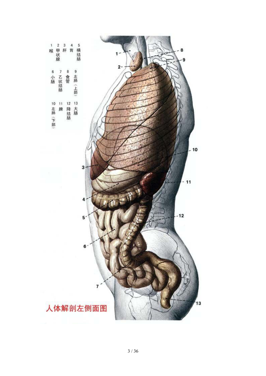 身体组织的分布图图片