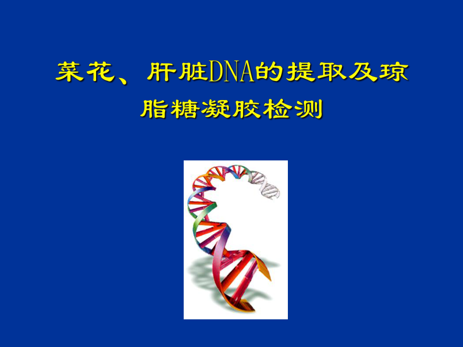 菜花肝脏DNA的提取及琼脂糖凝胶检测_第1页