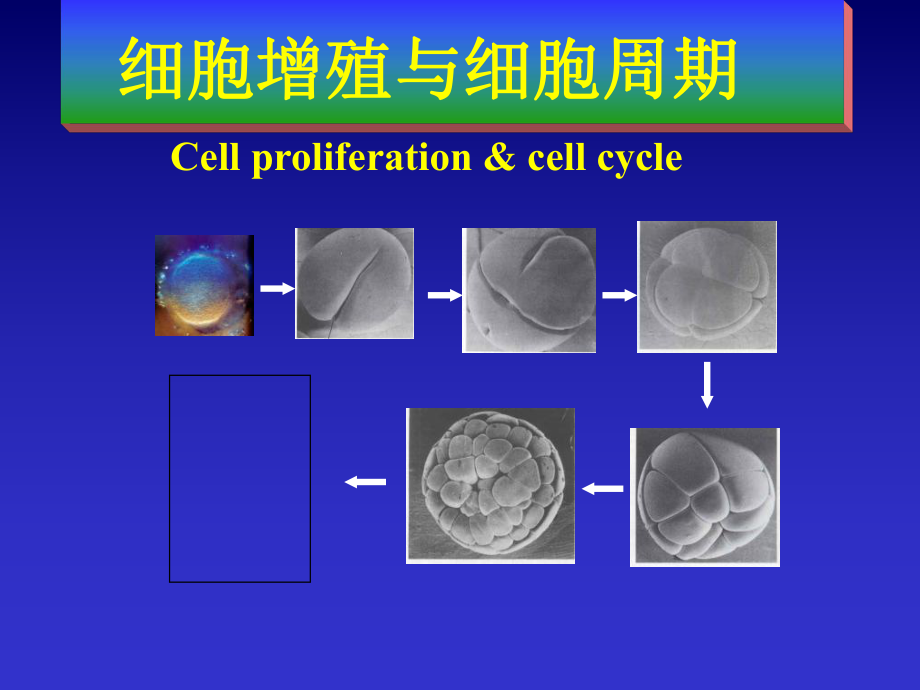 细胞生物学细胞增殖与细胞周期_第1页