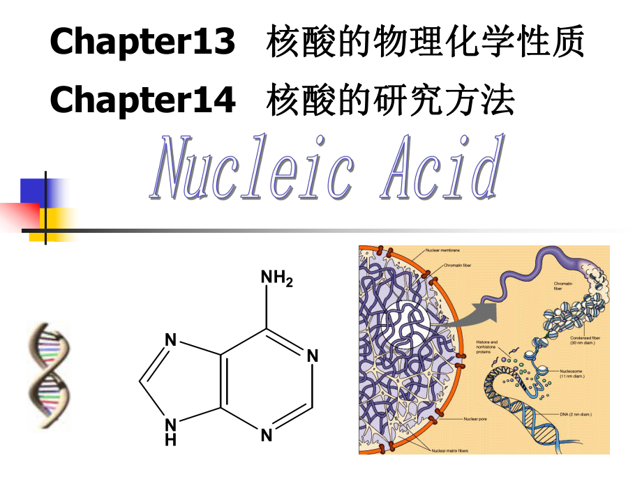 王镜岩生物化学课件PPT-第14、15章 核酸的物理化学性质_第1页