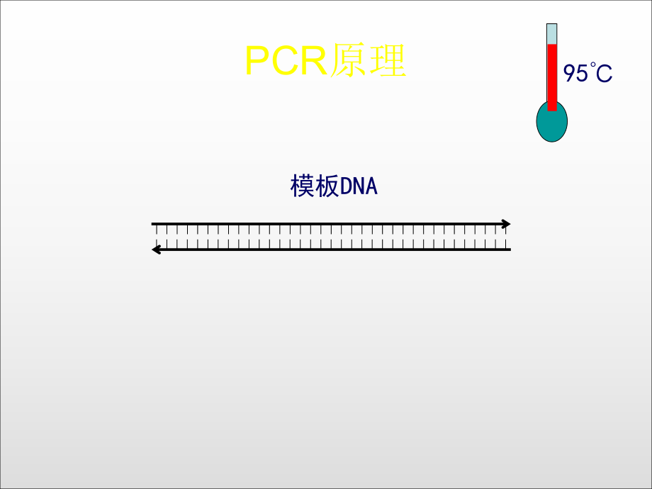 PCR原理动画示意全屏播放_第1页