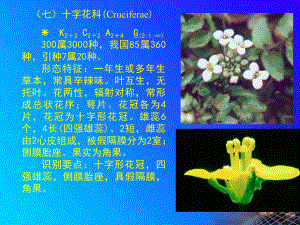 植物学12.4种子植物分类葫芦科蔷薇科