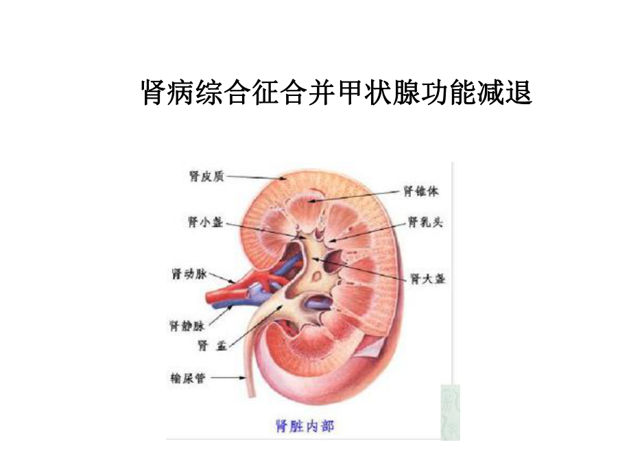 急性肾损伤与急性肾衰竭的诊断、治疗_第1页