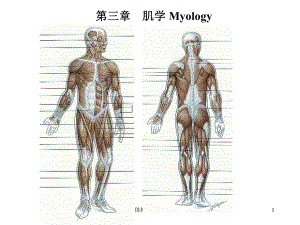 人体解剖学肌肉课件