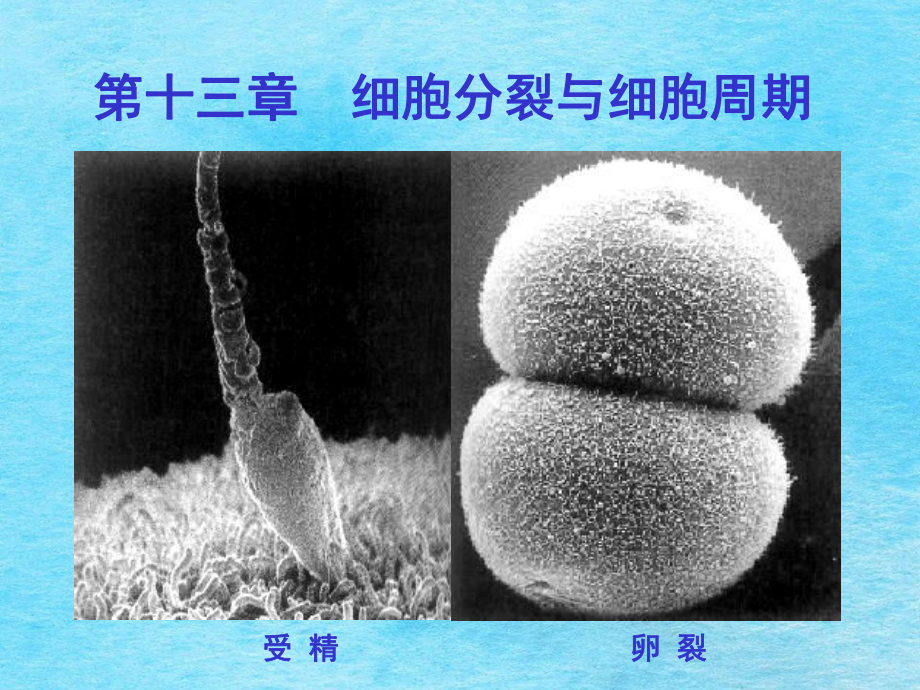 医学细胞生物学细胞分裂本科ppt课件_第1页