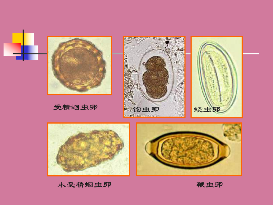 人体寄生虫实验实验课自检标本ppt课件_第1页