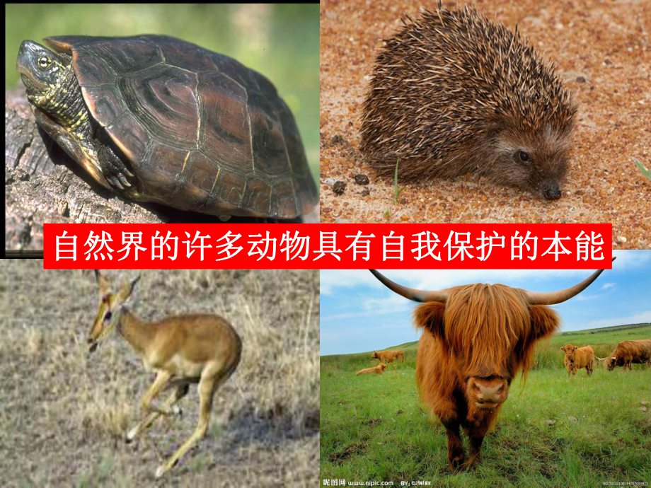 自然界的许多动物具有自我保护的本能_第1页