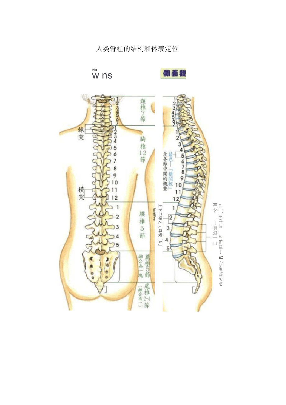 人类脊柱的结构和体表定位_第1页