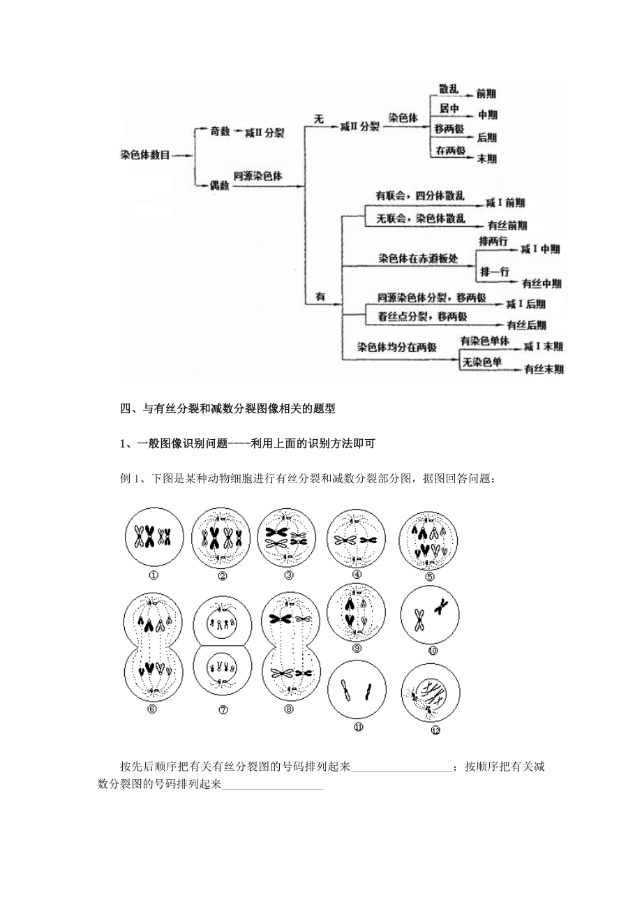 生物减数图解图片