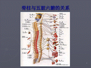 脊柱与五脏六腑的关系1