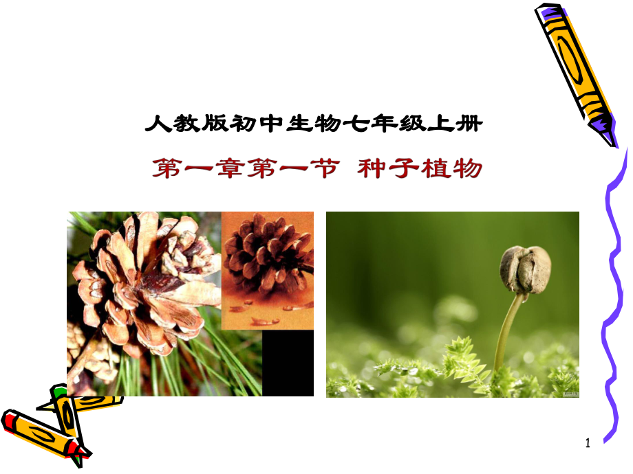 《第二节--种子植物》课件_第1页