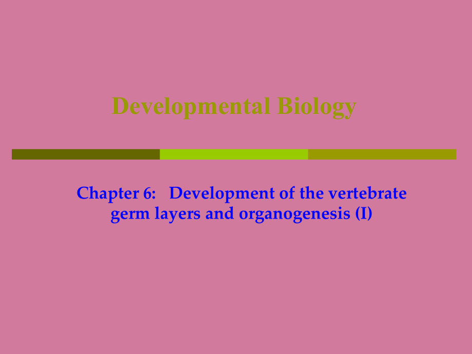 VI胚层发育与器官系统发生ppt课件_第1页