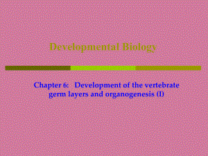 VI胚层发育与器官系统发生ppt课件