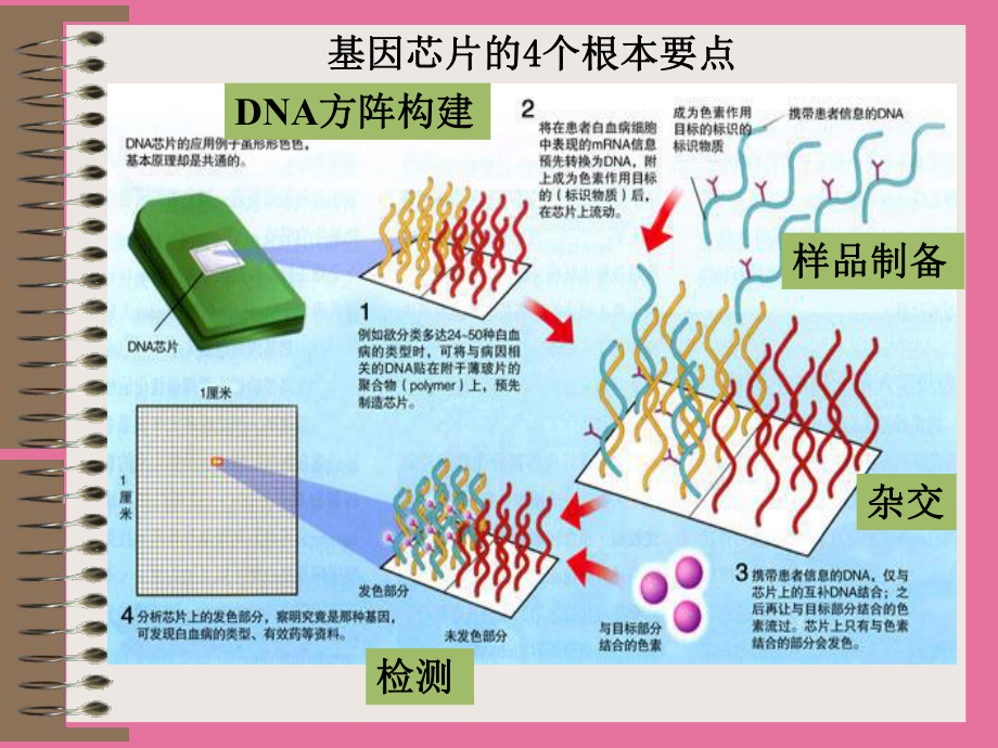 基因芯片技术图片