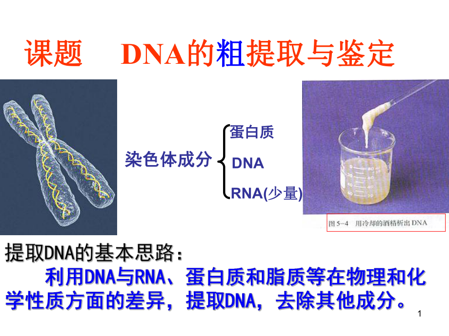 高中生物实验—DNA的粗提取和鉴定课件_第1页