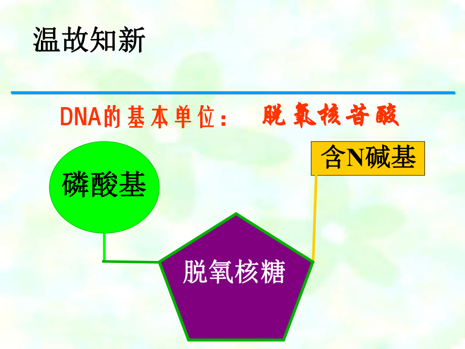 DNA的基本单位课件_第1页