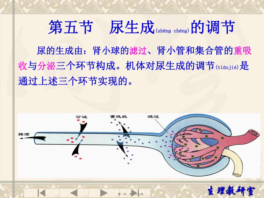 第五节尿生成的调节课件_第1页