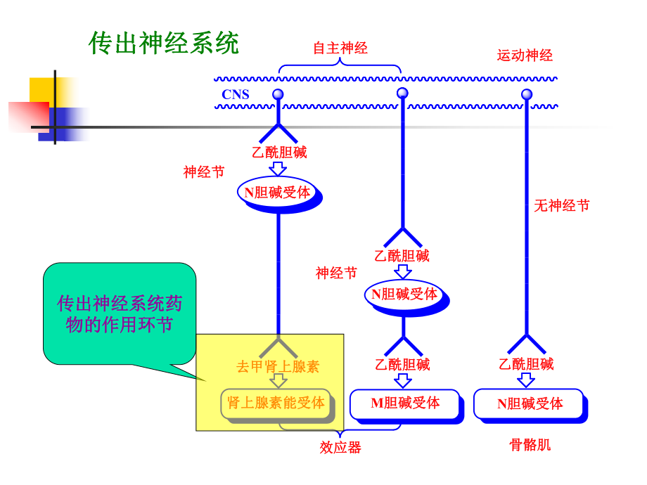 第三章拟肾上腺素药和抗肾上腺素药课件_第1页