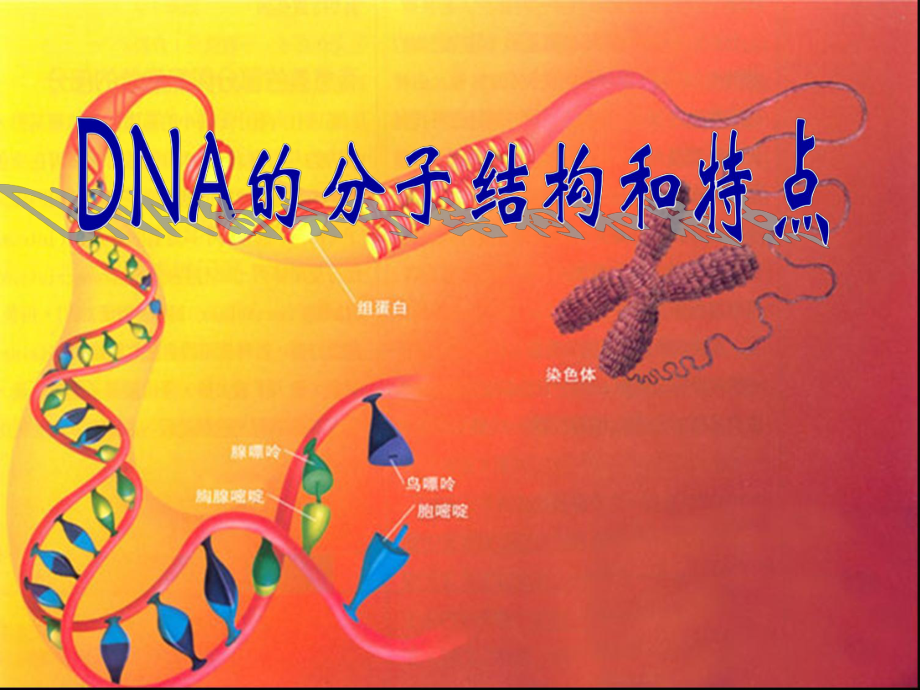 DNA结构计算PPT课件_第1页