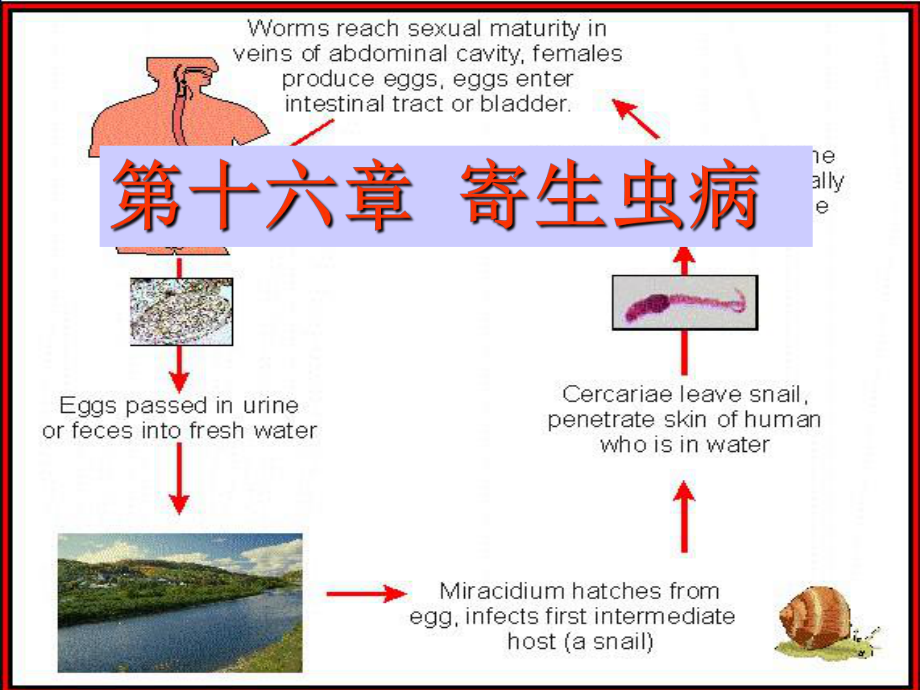 《寄生虫病本科》PPT课件_第1页