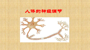 初中七年级生物下册4122人体的神经调节名师优质课件苏教版