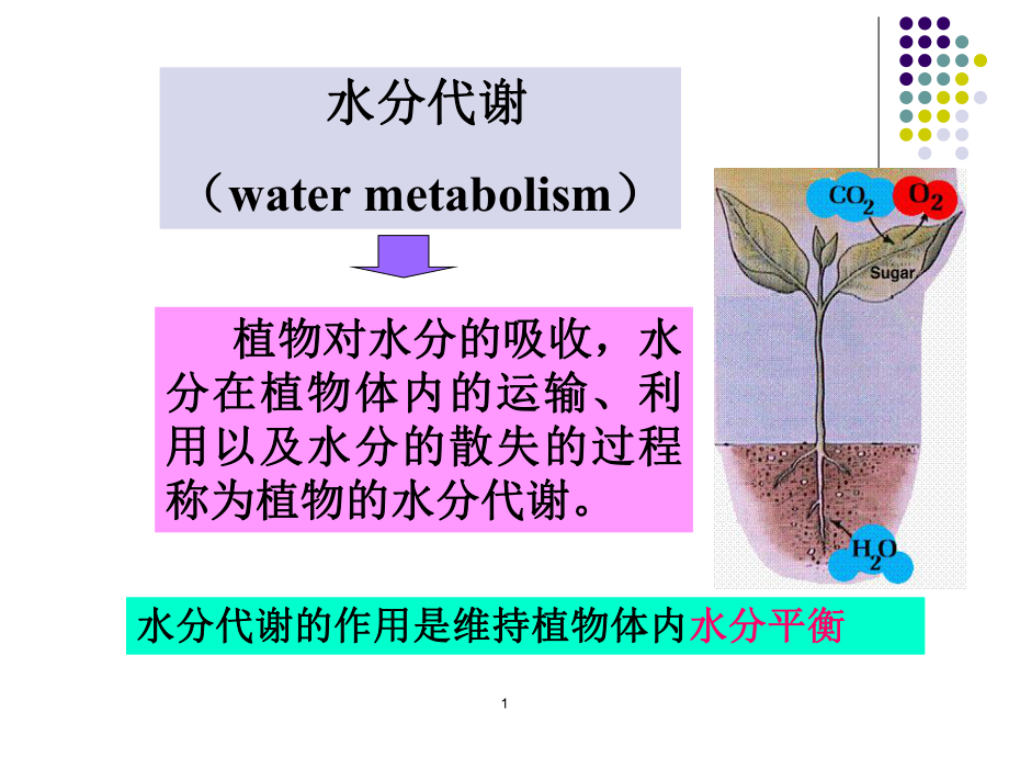 植物的水分代谢课件_第1页