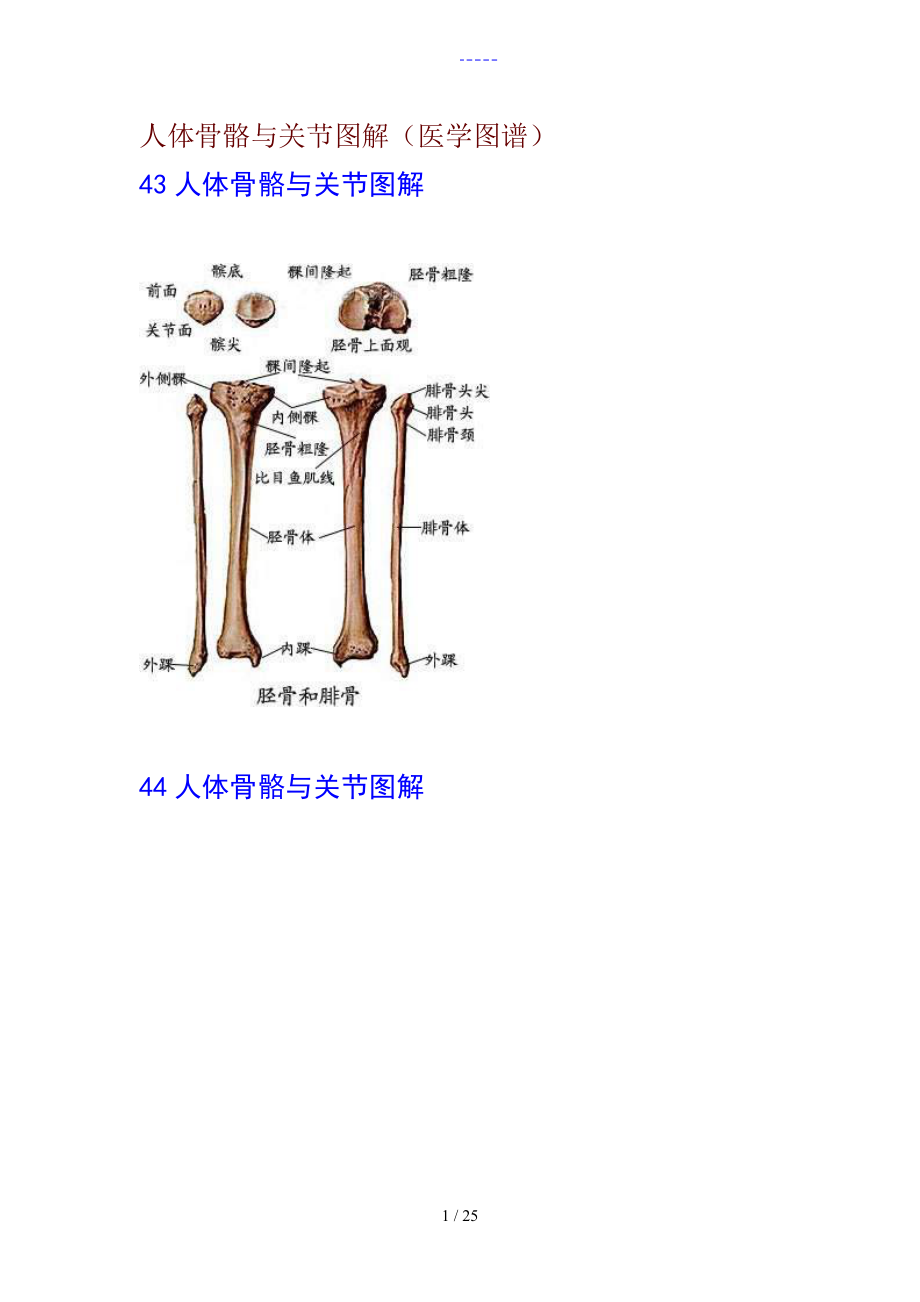 人體骨骼和關節圖解