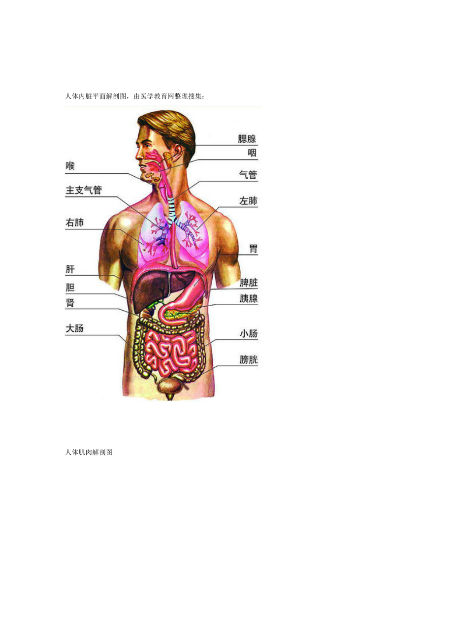 人体腹部结构解剖图图片