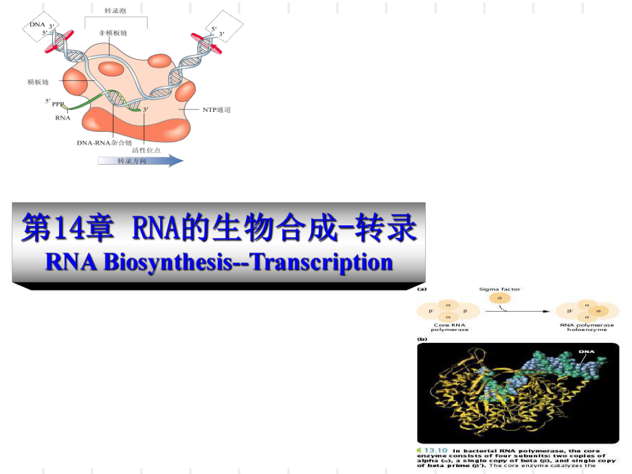 动物生物化学14RNA的生物合成转录_第1页