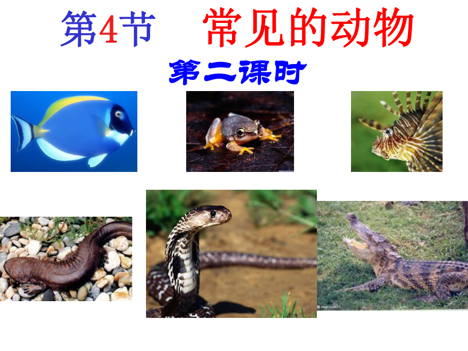 第12-13课时24常见的动物脊椎动物_第1页