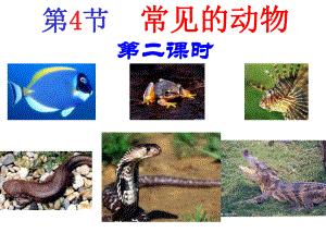 第12-13课时24常见的动物脊椎动物
