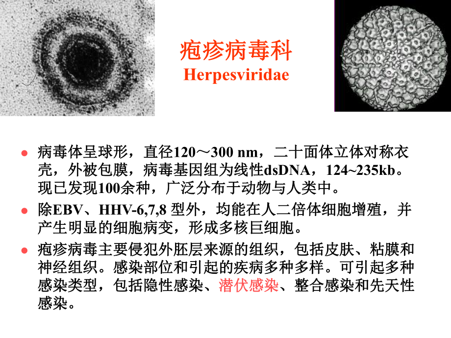 第二十七章疱疹病毒课件_第1页