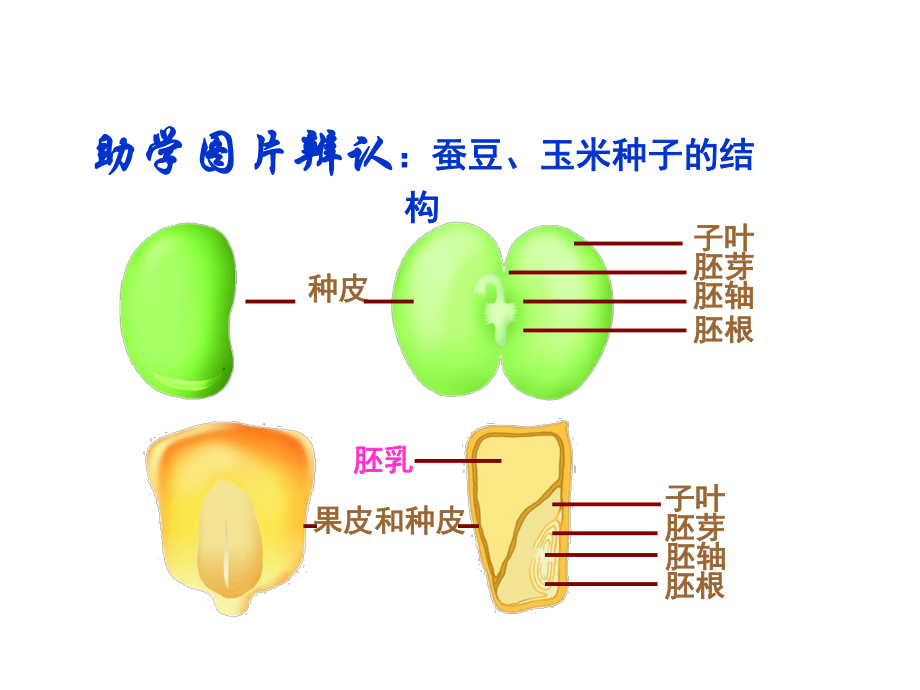 观察种子的形态结构