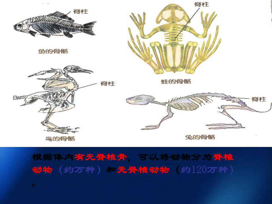 2.4常见的动物2_第1页