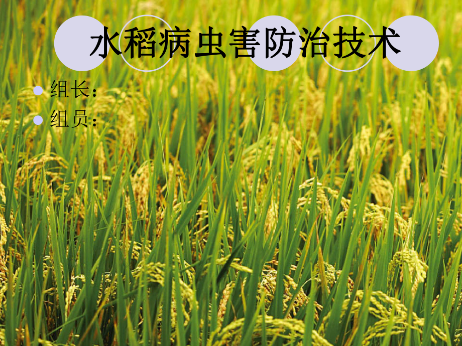 水稻病虫害防治技术_第1页
