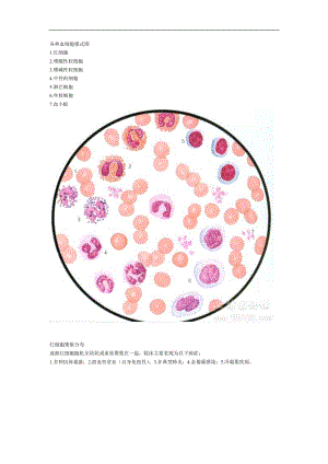 各种血细胞模式图
