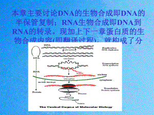 本章主要讨论DNA的生物合成即DNA的半保留复制RNAppt课件