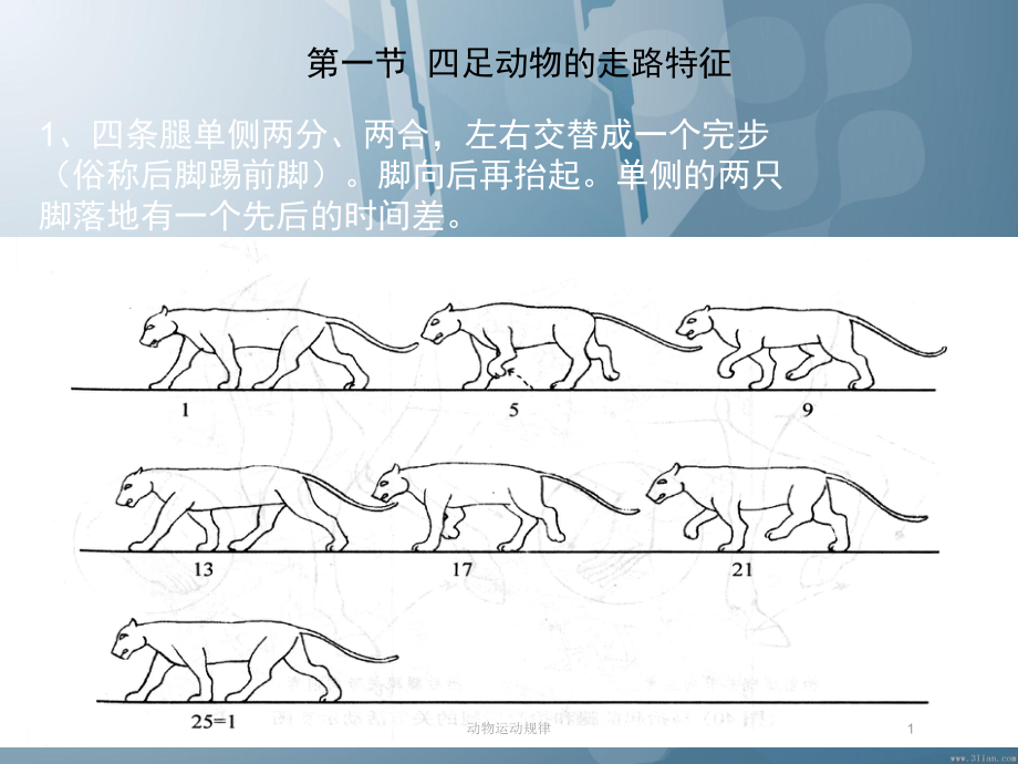 动物运动规律ppt课件_第1页