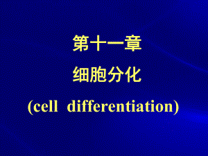 细胞生物细胞分化ppt课件